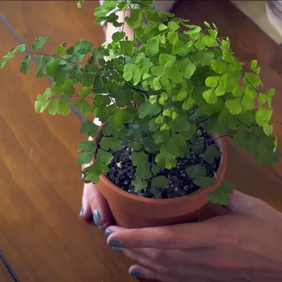 Maidenhair Fern, Adiantum Raddianum Plant