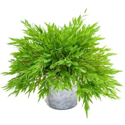 Bamboo Grass Plant