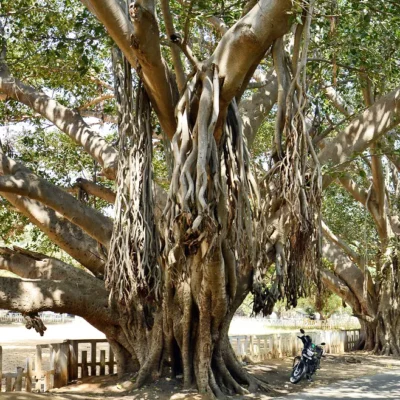 Banyan Tree – FICUS AUDREY (ficus benghalensis), Bargad - Image 3