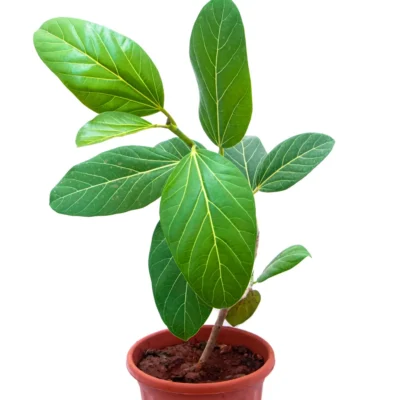 Banyan Tree – FICUS AUDREY (ficus benghalensis), Bargad