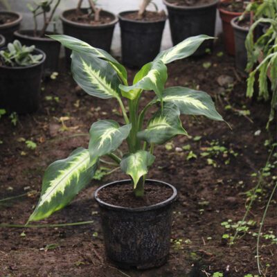 Dieffenbachia Dumbcane “Leopard lily”