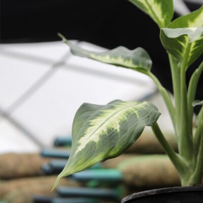 Dieffenbachia Dumbcane “Leopard lily” - Image 3