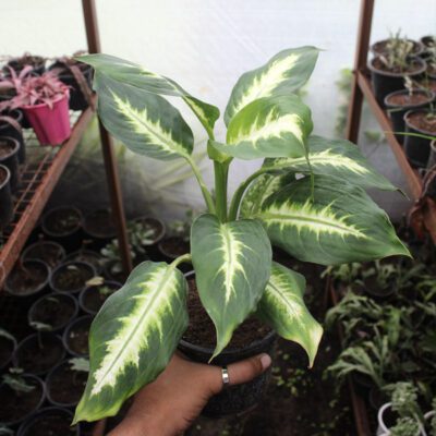 Dieffenbachia Dumbcane “Leopard lily” - Image 2