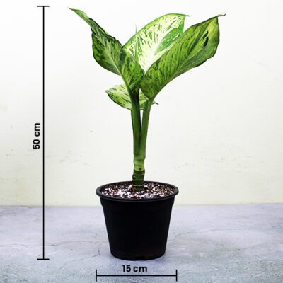 Dieffenbachia Tiger ‘Mary’