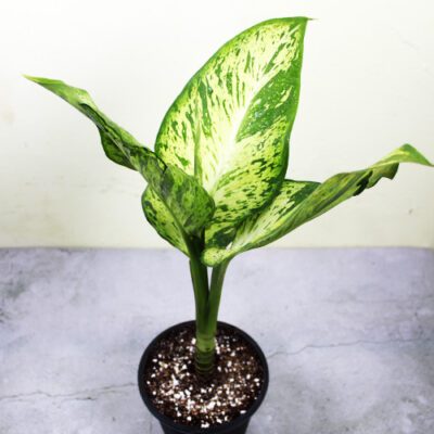 Dieffenbachia Tiger ‘Mary’ - Image 5