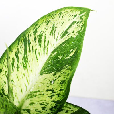Dieffenbachia Tiger ‘Mary’ - Image 4