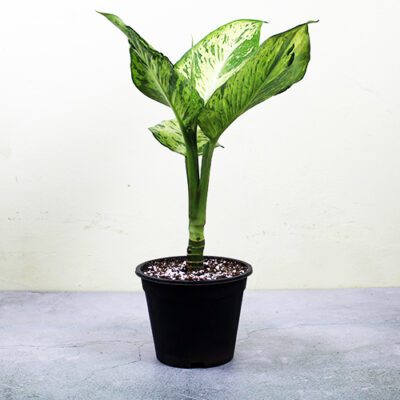 Dieffenbachia Tiger ‘Mary’ - Image 3