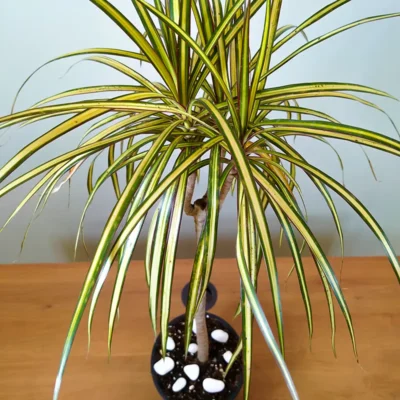 Dracaena Colorama Yellow- Plant - Image 4