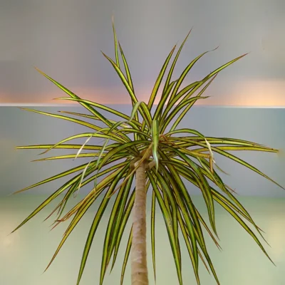 Dracaena Colorama Yellow- Plant - Image 3