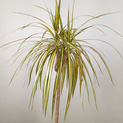 Dracaena Colorama Yellow- Plant - Image 2