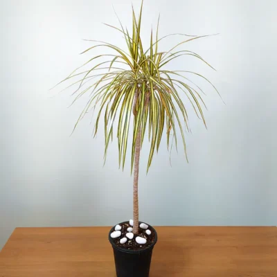 Dracaena Colorama Yellow- Plant