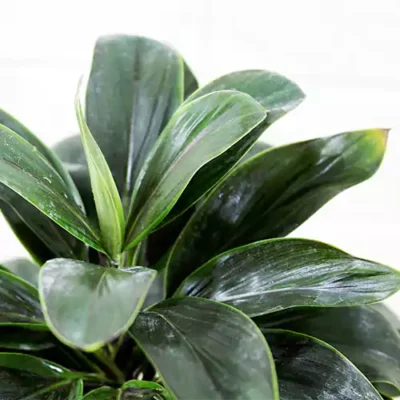 Dracaena ‘Coffee’ | Cordyline Brown Miniature Plant - Image 2