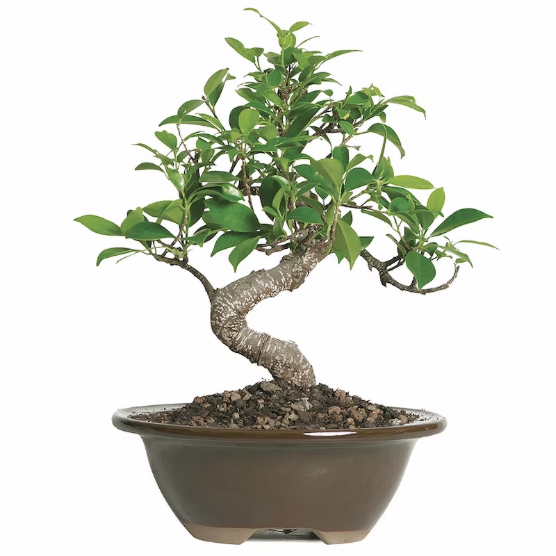 Ficus Bonsai – Plant