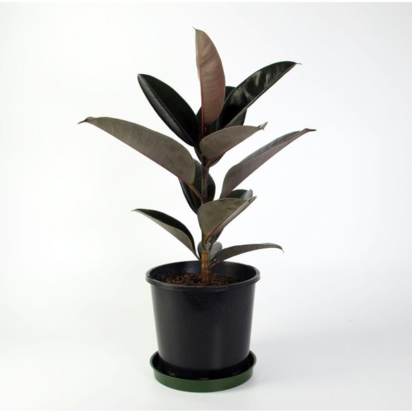 Ficus-Elastica-Decora-Rubra-Ficus-black-prince-rubber-plant-plantropan.jpeg