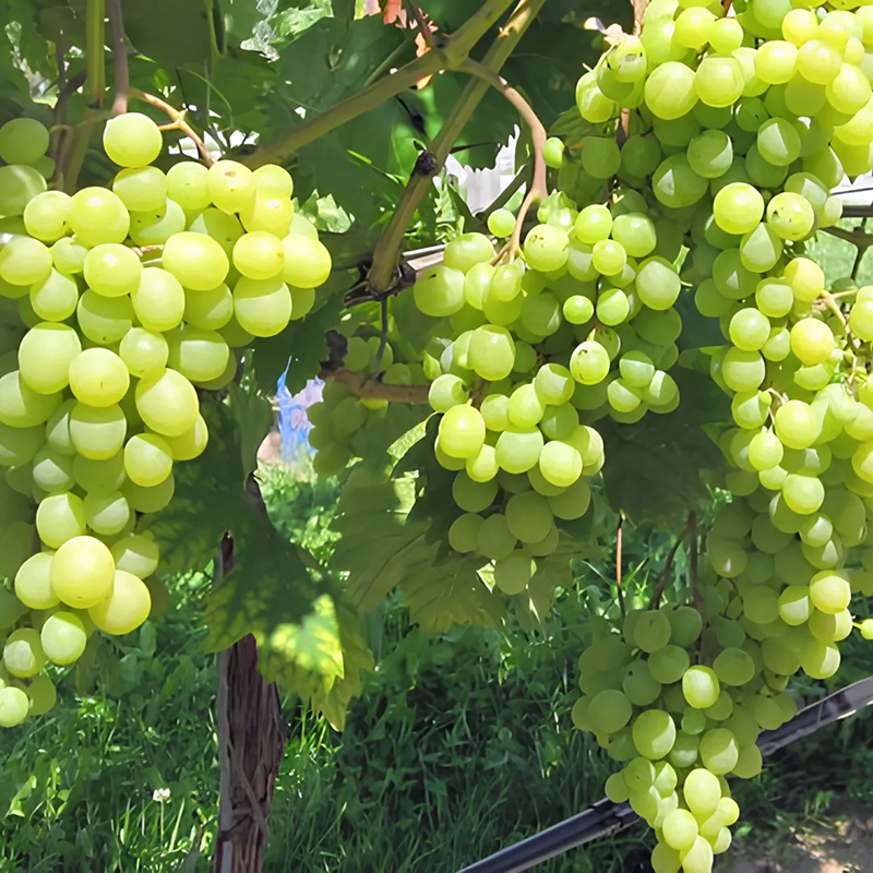 Grape, Angoor Vine – Plant