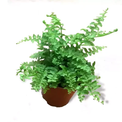 Mini Fern Plant ( Boston Compacta)