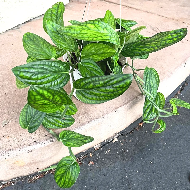 Monstera Peru Plant