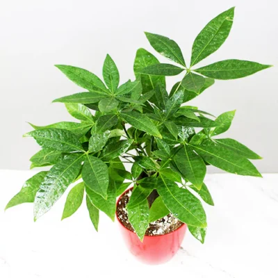 Pachira Aquatica ‘3 Trunk’ (Money Tree) - Image 2
