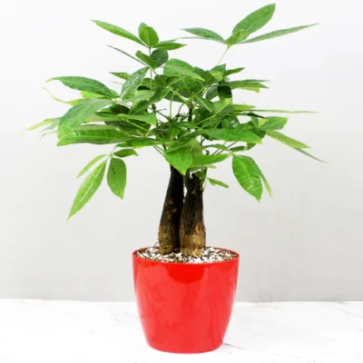 Pachira Aquatica ‘3 Trunk’ (Money Tree)