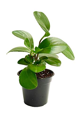 Peperomia-orba-Succulent-Plant-PLANTROPAN.jpeg