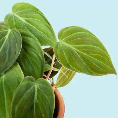 Philodendron Micans (Velvet Leaf Philodendron)