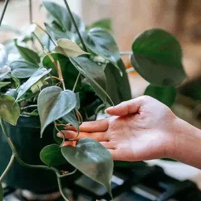 Philodendron Oxycardium Green – Plant - Image 2