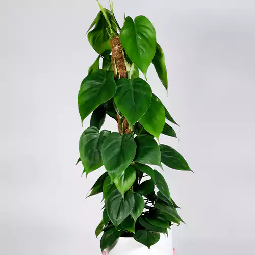 Philodendron Oxycardium Green