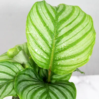 Calathea Orbifolia | Prayer Plant - Image 4