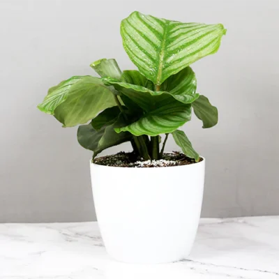 Calathea Orbifolia | Prayer Plant - Image 3
