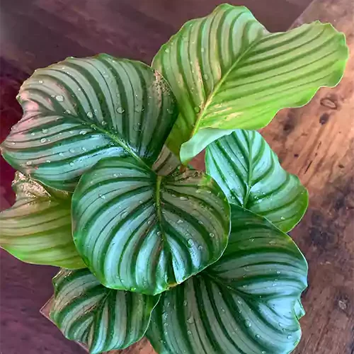Prayer Plant 04