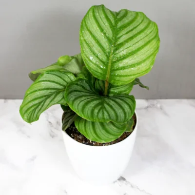 Calathea Orbifolia | Prayer Plant