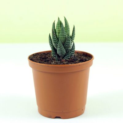 Zebra Haworthia (Figure), Haworthia Fasciata – Plant