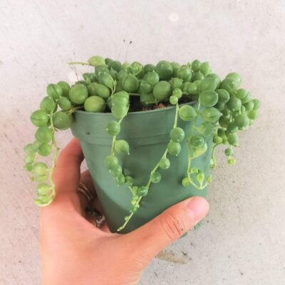 Senecio rowleyanus, String of Pearls - Succulent Plant