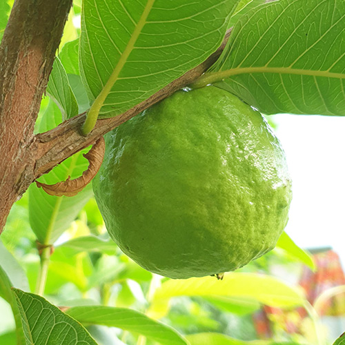 Safeda-Guava-Plant-plantropan.jpeg