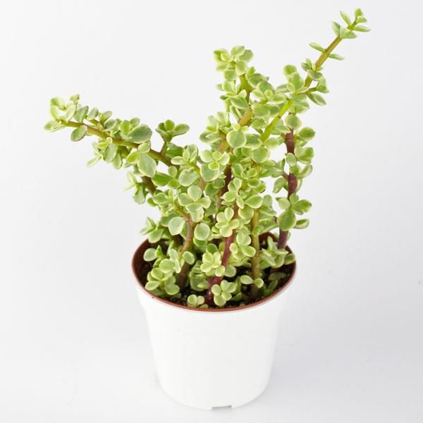 Variegated-elephant-bush-portulacaria-afra-variegata-jade-plant-variegated-plant-PLANTROPAN.jpeg