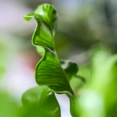 Victoria Bird Nest Fern, Asplenium Victoria – Plant - Image 4
