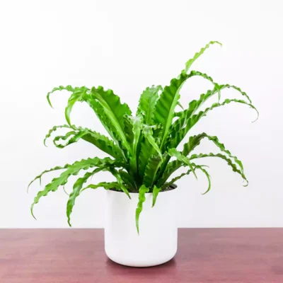 Victoria Bird Nest Fern, Asplenium Victoria – Plant - Image 3