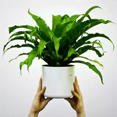 Victoria Bird Nest Fern, Asplenium Victoria – Plant - Image 2