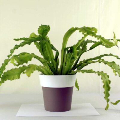 Victoria Bird Nest Fern, Asplenium Victoria – Plant