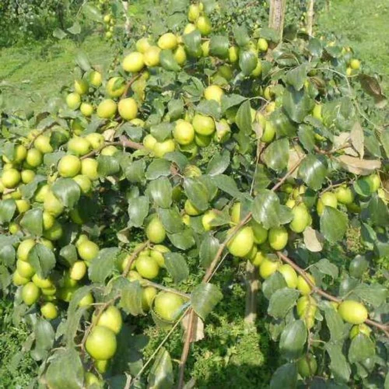 apple-ber-plants