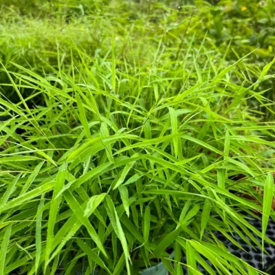 Bamboo Grass Plant - Image 2