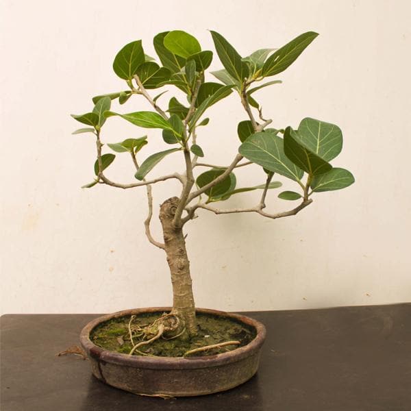 banyan- bonsai-1