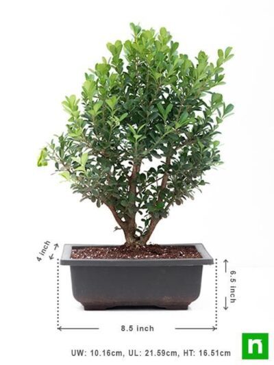Boxwood Bonsai - Plant - Image 4