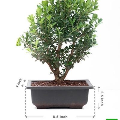 Boxwood Bonsai - Plant - Image 4