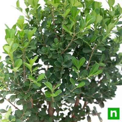 Boxwood Bonsai - Plant - Image 5