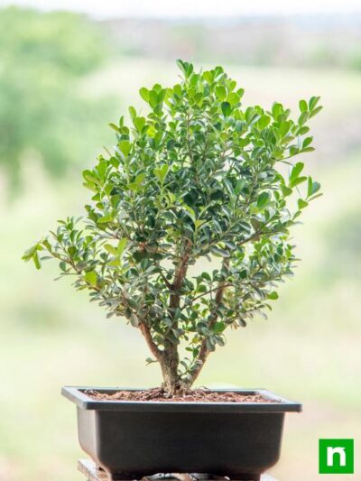 Boxwood Bonsai - Plant - Image 2