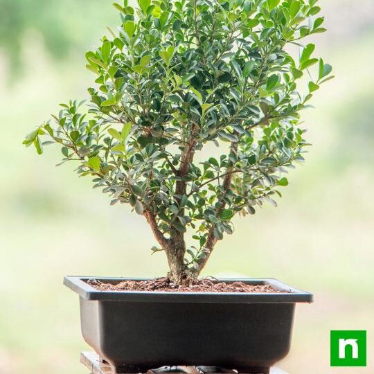 boxwood-bonsai-plant- 2