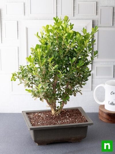 Boxwood Bonsai - Plant - Image 3
