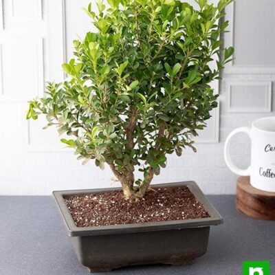 Boxwood Bonsai - Plant - Image 3