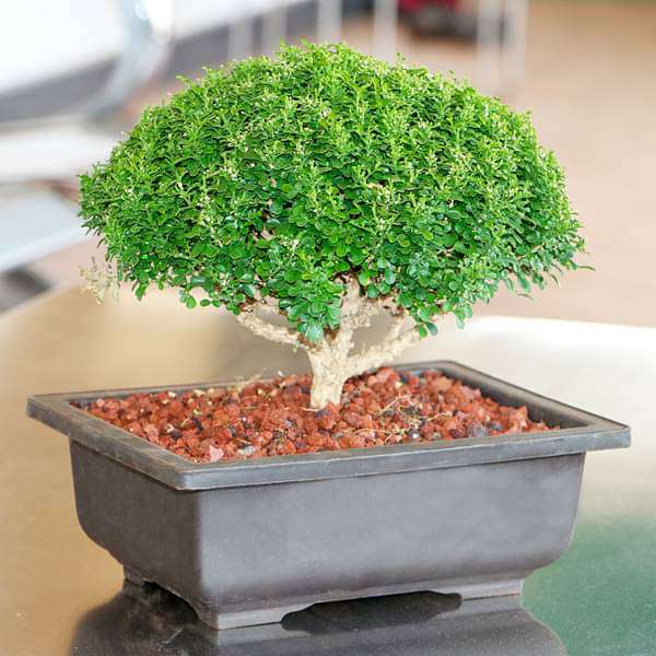 buxus-bonsai- 1